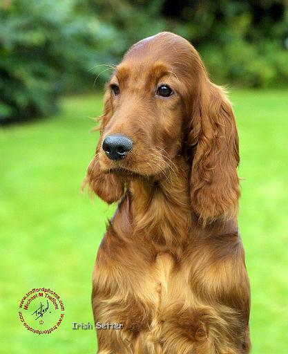 Irish Setter 9T004D-349.JPG